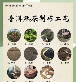 茶叶栽培技术，掌握关键步骤，提升茶叶品质