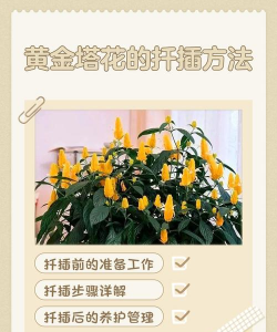 番茄树病毒防治，识别症状，科学应对