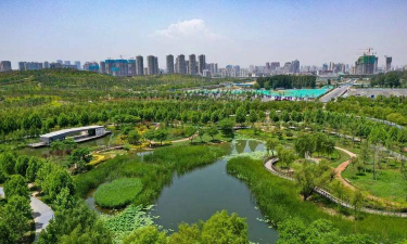 番茄树病毒防治，识别症状，科学应对