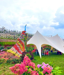 番茄树病毒防治，识别症状，科学应对