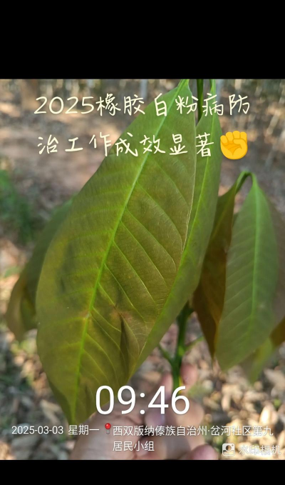 橡胶树白粉病防治安排,识别早期症状,制定有效计划 橡胶树白粉病防治安排,识别早期症状,制定有效计划