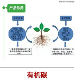 金钱树怎么栽培，掌握关键技巧，轻松养活它