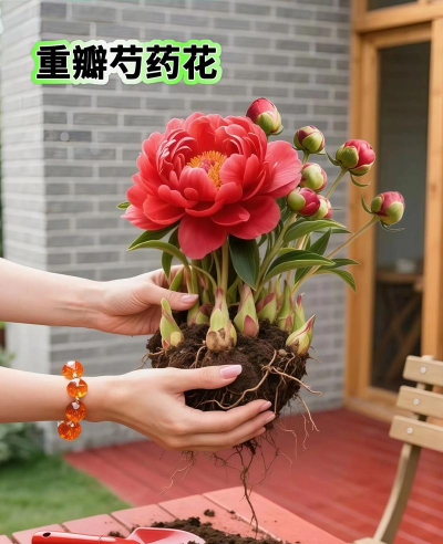 番茄树病毒防治，识别症状，科学应对