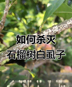 番茄树病毒防治，识别症状，科学应对