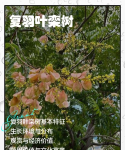 复羽叶栾树病虫害防治,识别常见问题,掌握应对方法 复羽叶栾树病虫害防治,识别常见问题,掌握应对方法