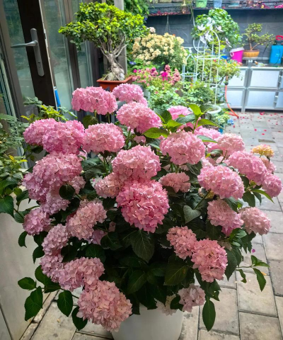 塞布丽娜绣球花怎么养,掌握关键技巧,轻松爆花 塞布丽娜绣球花怎么养,掌握关键技巧,轻松爆花