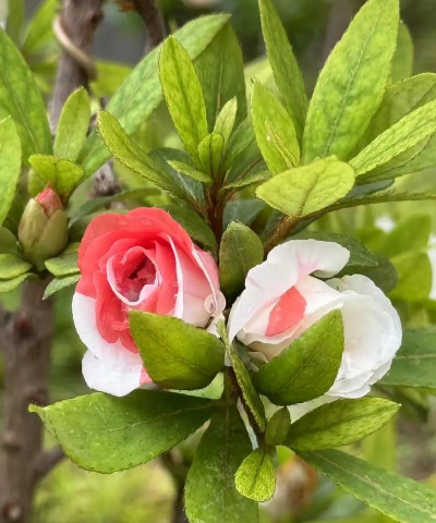 树杆防治，常见问题，实用方法