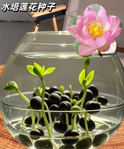 树杆防治，常见问题，实用方法