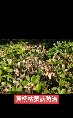 树杆防治，常见问题，实用方法