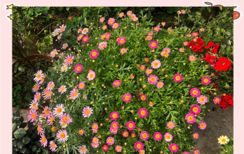 黄瓜的栽培技术，掌握关键步骤，轻松收获果实