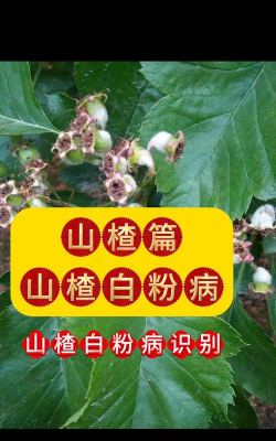 黄瓜的栽培技术，掌握关键步骤，轻松收获果实