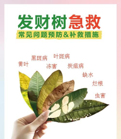 蓝雾花怎么养，掌握关键技巧，轻松打造梦幻花园