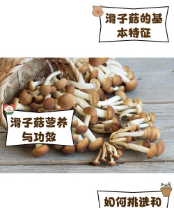 蓝雾花怎么养，掌握关键技巧，轻松打造梦幻花园