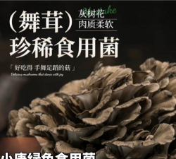 蓝雾花怎么养，掌握关键技巧，轻松打造梦幻花园
