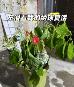 水养绣球花蔫了怎么办，快速判断原因，教你急救方法