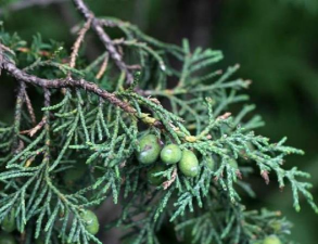 古树圆柏病虫害防治，识别常见问题，掌握有效方法