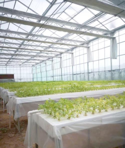 气雾栽培设备，提升种植效率，实现无土栽培