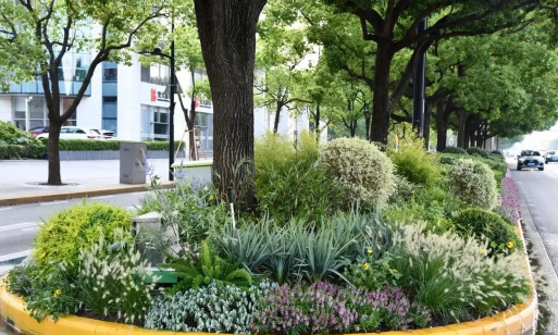 龙花怎么养，掌握关键技巧，轻松养出好状态