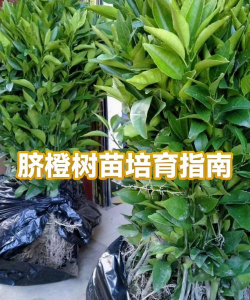龙花怎么养，掌握关键技巧，轻松养出好状态