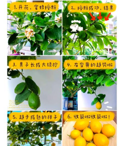 龙花怎么养，掌握关键技巧，轻松养出好状态