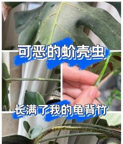 龙花怎么养，掌握关键技巧，轻松养出好状态