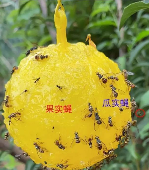 龙花怎么养，掌握关键技巧，轻松养出好状态