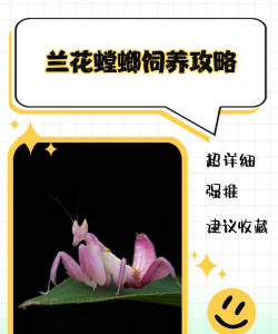 龙花怎么养，掌握关键技巧，轻松养出好状态