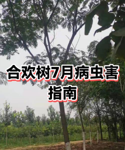合欢树病虫害防治,常见问题识别,有效应对方法 合欢树病虫害防治,常见问题识别,有效应对方法