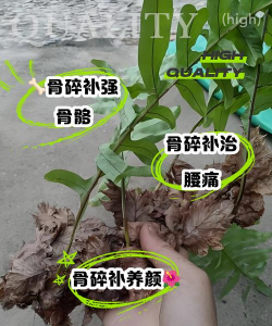 骨碎补花怎么养,掌握关键技巧,轻松养护不费力 骨碎补花怎么养,掌握关键技巧,轻松养护不费力