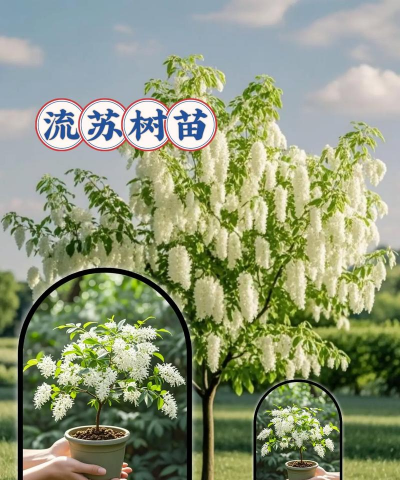 流苏栽培,选对方法,轻松上手 流苏栽培,选对方法,轻松上手