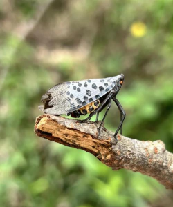 金钱树怎么栽培，掌握关键技巧，轻松养活它