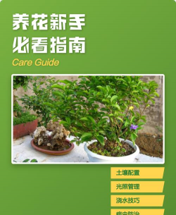 金钱树怎么栽培，掌握关键技巧，轻松养活它