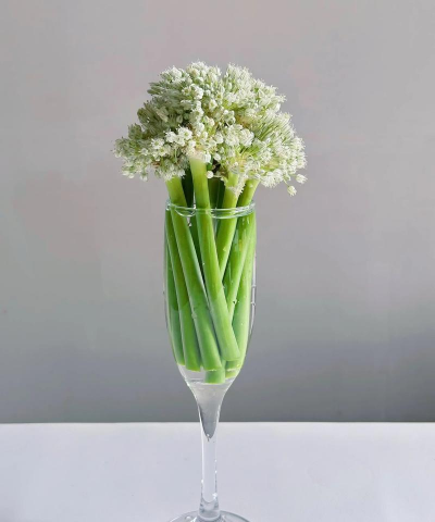 金钱树怎么栽培，掌握关键技巧，轻松养活它