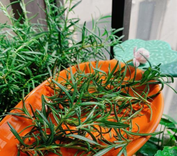 金钱树怎么栽培，掌握关键技巧，轻松养活它