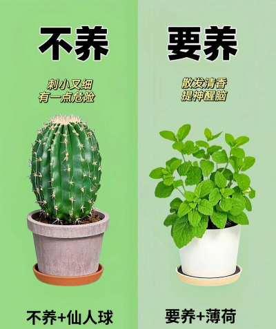 金钱树怎么栽培，掌握关键技巧，轻松养活它