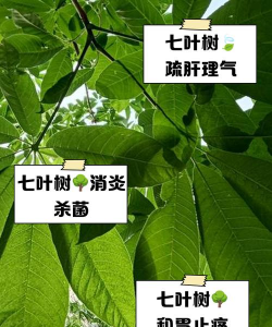 七叶树有什么病虫害防治,常见问题解析,实用应对方法 七叶树有什么病虫害防治,常见问题解析,实用应对方法