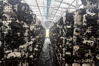 黑木耳栽培技术,掌握关键步骤,实现稳定高产 黑木耳栽培技术,掌握关键步骤,实现稳定高产