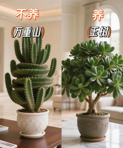 曲树防治，常见问题，实用方法