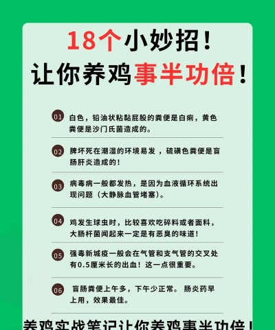 花鸡怎么养，新手入门指南，常见问题解答