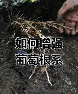 番茄树病毒防治，识别症状，科学应对