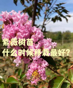 番茄树病毒防治，识别症状，科学应对