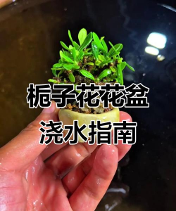 树杆防治，常见问题，实用方法