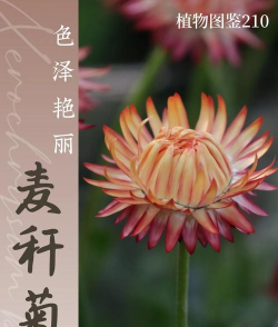 树杆防治，常见问题，实用方法