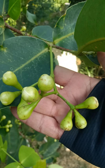 树杆防治，常见问题，实用方法