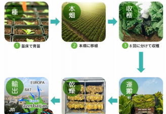 单瓣手球花怎么养，新手入门指南，轻松掌握养护技巧