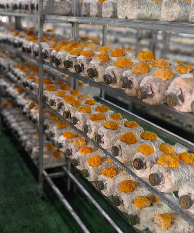 食用菌栽培学,掌握核心技术,实现高效种植 食用菌栽培学,掌握核心技术,实现高效种植