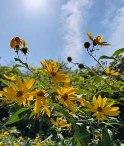 菊芋花怎么养，轻松上手，花开满园
