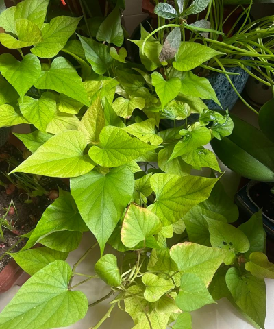 地瓜花怎么养,轻松上手,花开满盆 地瓜花怎么养,轻松上手,花开满盆