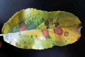 蓝雾花怎么养，掌握关键技巧，轻松打造梦幻花园