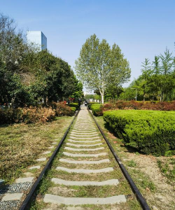 蓝雾花怎么养，掌握关键技巧，轻松打造梦幻花园